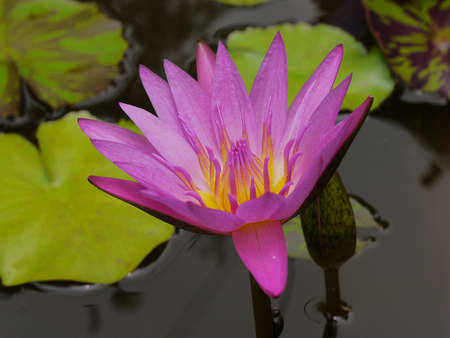 the pink lotus so cute in Thailand very beautifulの写真素材