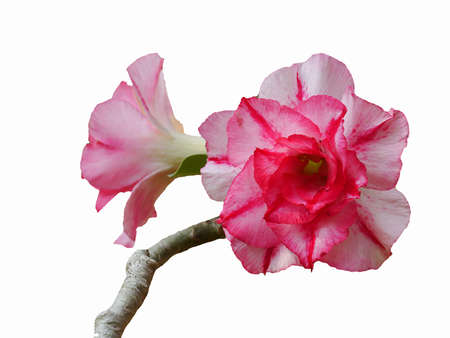 The Impala lily on the White Backgroの写真素材