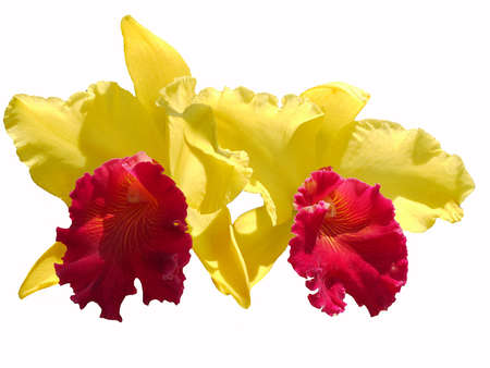 The Orchid on the White Backgroundの写真素材