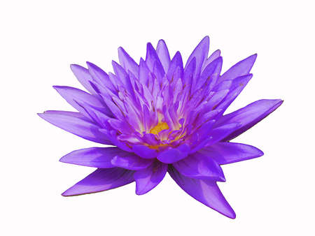 The purple Lotus on the White Backgroundの写真素材