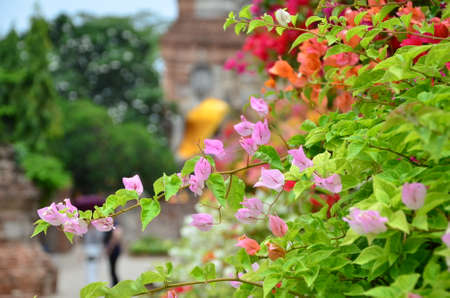 The bougainvillea many co lour in the Templeの写真素材