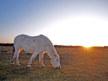 White poney eating grass at sunset         の写真素材