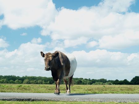 Cow crossing roadの写真素材