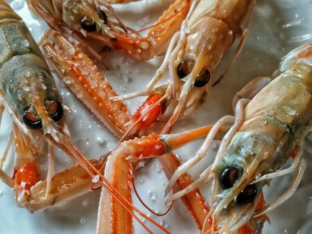 Close view of delicious lagoustins on plateの素材