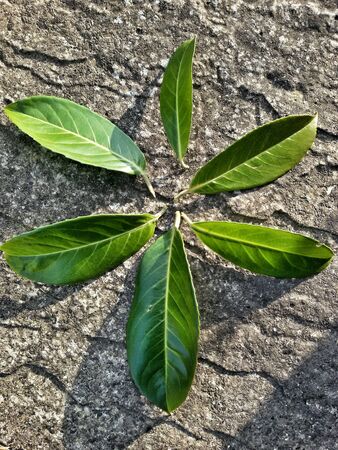 Close view of six leaves in star shapeの素材