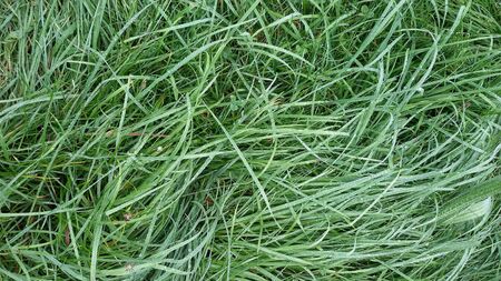 Close up view of grass with drops of waterの素材