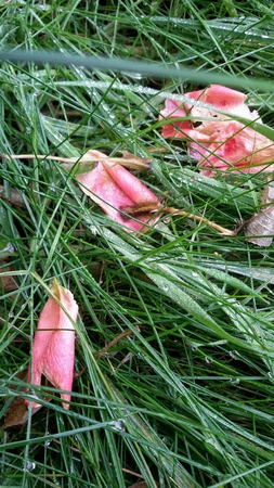 Close view of wet grass and fallen petals of roseの素材