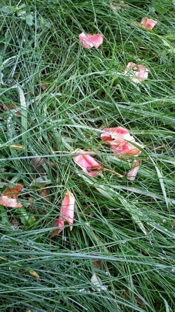 Close view of wet grass and fallen petals of roseの素材