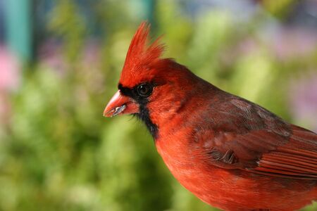Cardinal at bird feederの写真素材
