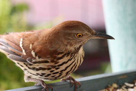 Brown Thrasher at bird feeder.の写真素材