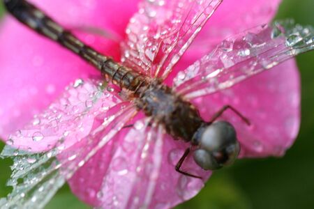 Dragon Fly on flower.