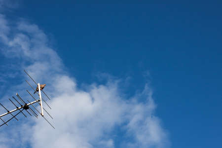 pigeon on the antenna
