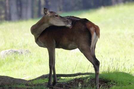 deer in the woodsの写真素材