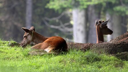 deer in the woodsの写真素材