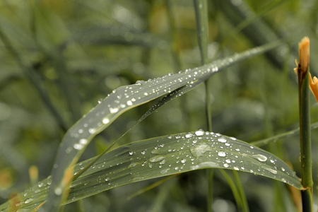 Rain on leavesの写真素材