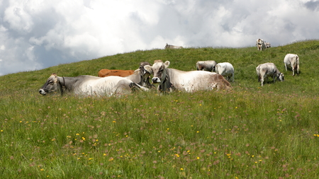 grazing cowsの写真素材