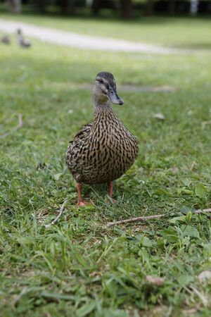 mallardの写真素材