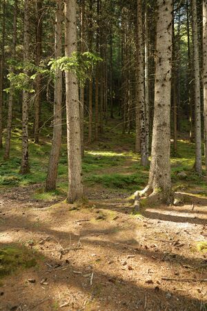 mountain undergrowthの写真素材