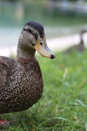 mallard pryの写真素材