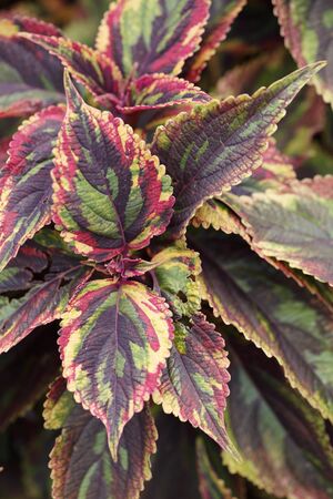 Coleus blumei combat plantの写真素材