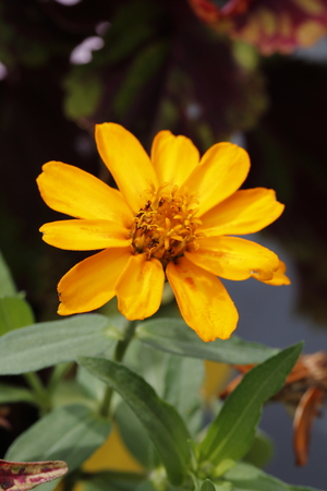 zinniaの写真素材
