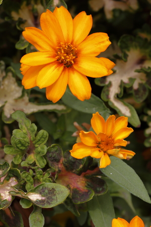 zinniaの写真素材