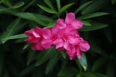 pink oleander