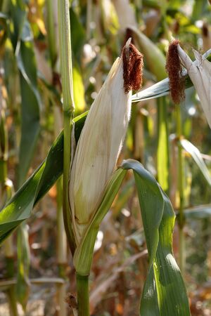 ear of cornの写真素材