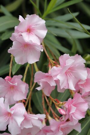 pink oleanderの写真素材