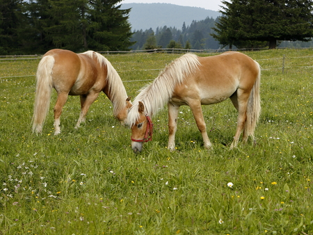 Haflinger horse grazingの写真素材