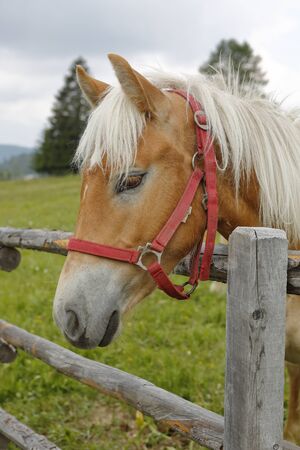 Haflinger horse grazingの写真素材