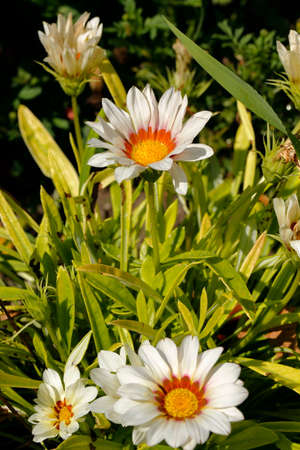white zinniaの写真素材