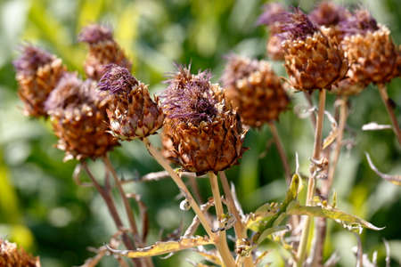 wild plantの写真素材