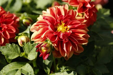 dahliaの写真素材