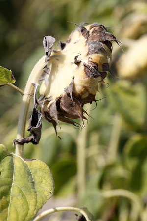 dry and mature sunflowerの写真素材