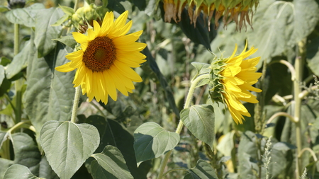 Sunflowerの写真素材
