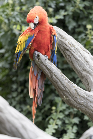 ara macaw parrotの写真素材
