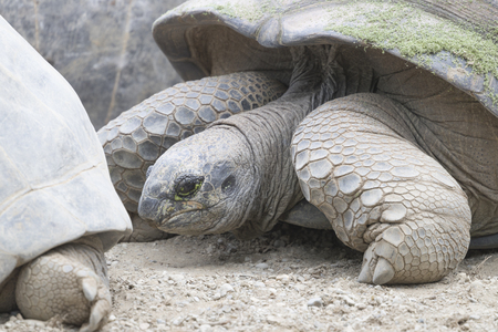 land turtleの写真素材
