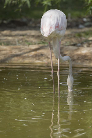 flaningo pinkの写真素材