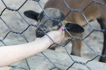 tender caresses to muntjac puppyの写真素材