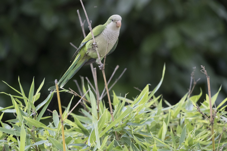 parakeet monacoの写真素材