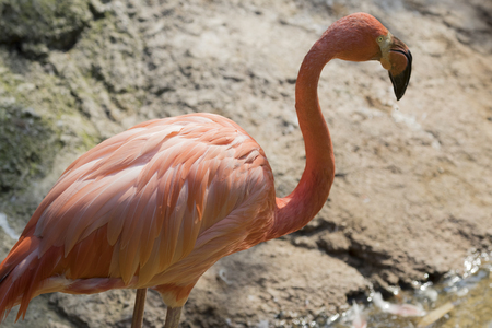 red flamingoの写真素材