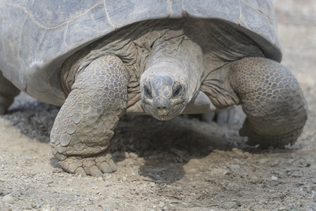 tortoise of the Seychellesの写真素材