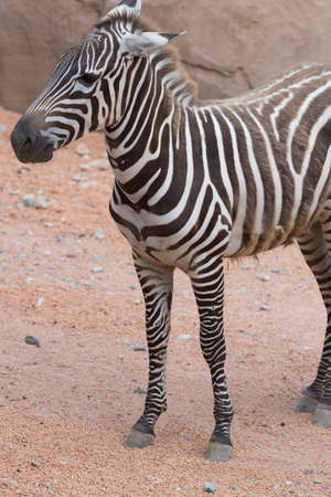 zebraの写真素材