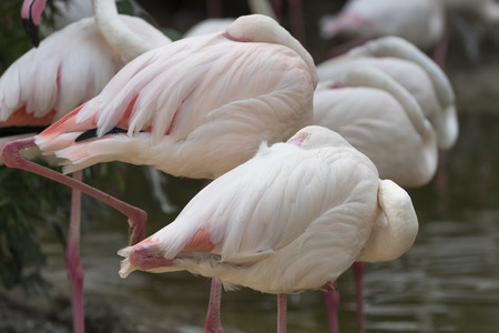 flaningo pinkの写真素材