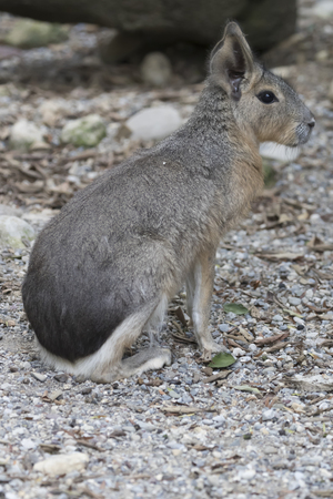 hare maraの写真素材