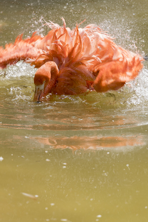 red flamingoの写真素材