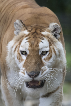 tigerの写真素材