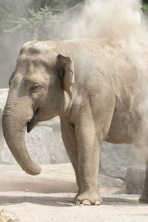 elephantの写真素材