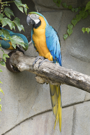 ara macaw parrot